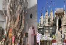 चित्तौड़गढ़ के भादसोड़ा में आदिनाथ श्वेतांबर मंदिर परिसर में है अनोखा वटवृक्ष, मुख्य तना लोप हुआ, 13 प्रकार के पत्तियां, उम्र 300 साल