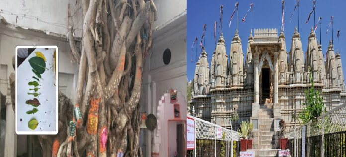 jain temple chittod