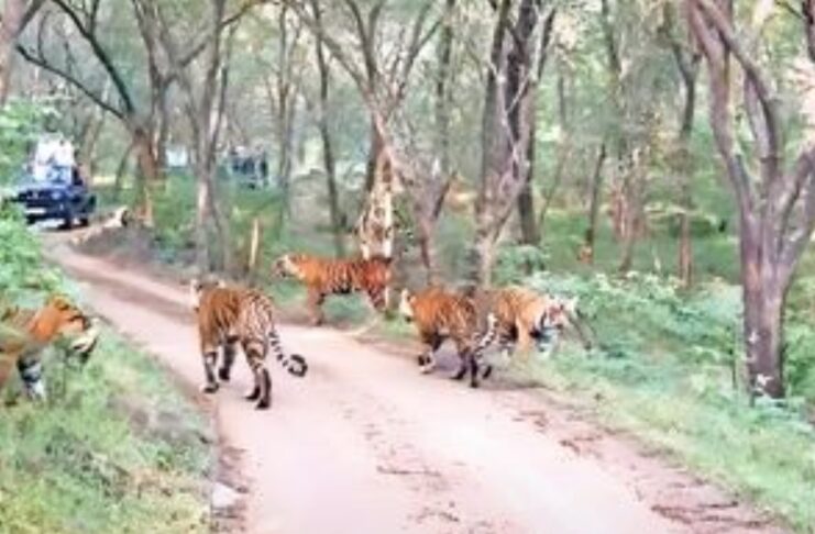 टाइगर रिजर्व रणथंभौर के पार्क नंबर 4 में बाघिन टी-2307 (दुर्गा) अपने चारों शावकों के साथ पिकनिक मनाने निकली